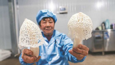 工廠化種植，合肥產“雪裙仙子”上市