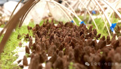 首批！高原產崇州菌豐收了