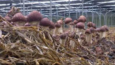 江西九江市柴桑區(qū)：紅松茸“蹚”出種植與銷售新路徑
