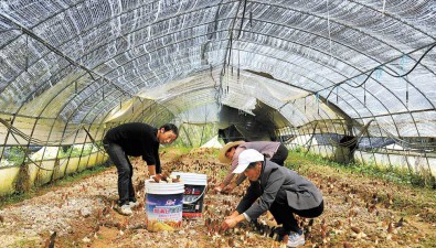 陜西嵐皋：6個(gè)鎮(zhèn)7個(gè)村發(fā)展食用菌，羊肚菌豐收