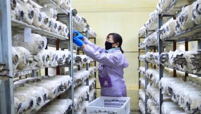 新潤農(nóng)業(yè)：形成“公司+合作社基地+農(nóng)戶社員”產(chǎn)業(yè)化鏈條