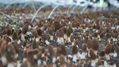 云南威信：“公司+合作社+基地+農戶”種食用菌，孕育致富新希望