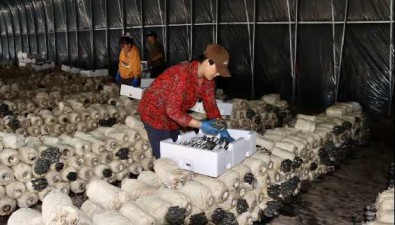 北京延慶：2023年食用菌年產值8000多萬元