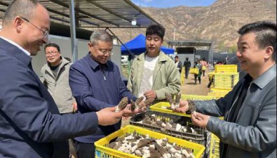 甘肃礼县：领导调研食用菌产业链建设工作