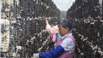 云南永勝：食用菌綜合產(chǎn)值達(dá)5.4億元