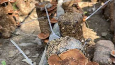貴州仁懷：后山鄉隴崗村種植馬桑菌6000棒，預計產值20萬元