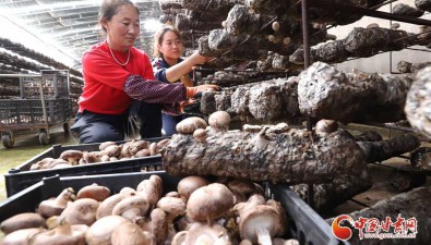 甘肃民乐：食用菌年总产量达6000多吨