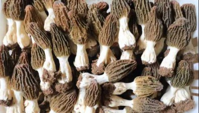 新疆疏附县：首批羊肚菌上市，每亩卖到6-7万元