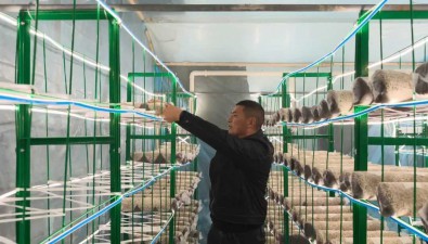 江苏淮海：菌菇产业多元化发展注入新活力