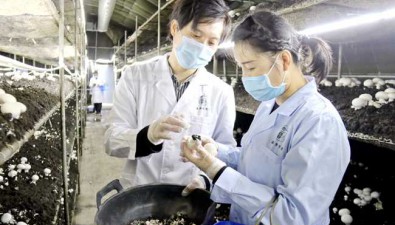 疆菌食用菌合作社：持续探索食用菌培育，成助农增收新引擎