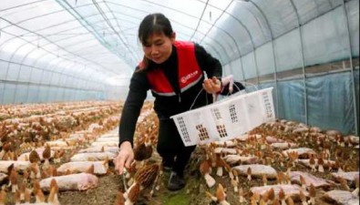 江西广昌县：招商引资，推动食用菌企业从无到有、遍地开花