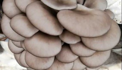 平菇“新科108”入选河南省2024年农业主导品种