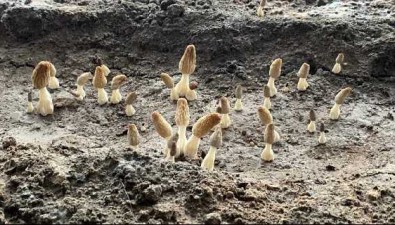 席作鵬：特色羊肚菌，再添增收路