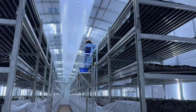 云南首家采用三次发酵料种植的工厂化双孢蘑菇基地迎首茬菇丰收
