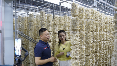 安徽桐城：直播助农进菇棚，赋能乡村产业振兴