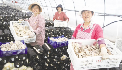 山东淄博：艾渣做菌棒培育食用菌