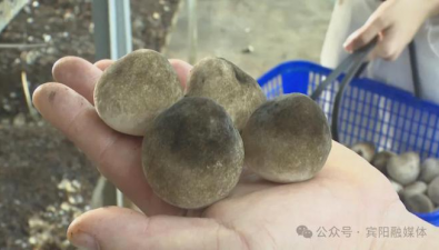 廣西賓陽：草菇種在“空調房”，每棚一批次產值約4萬元