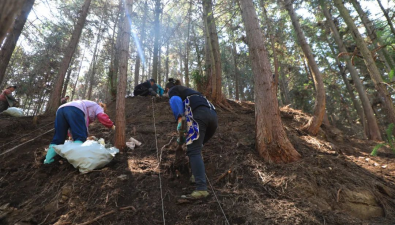 贵州织金县：采用仿野生方式在林下种植竹荪