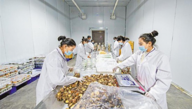 西藏日喀則市：食用菌成群眾增收“金鑰匙”
