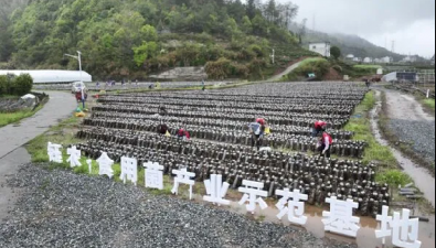 钰农·食用菌示范基地：10万棒黑木耳基地，助力乡村振兴