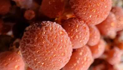 广西象州县：引进试种食用菌新品种“果味菇”  市场价每斤20元左右