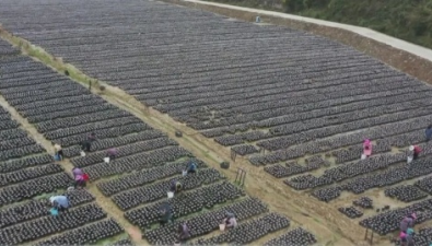 贵州册亨县：“粮+菌”模式助农增收