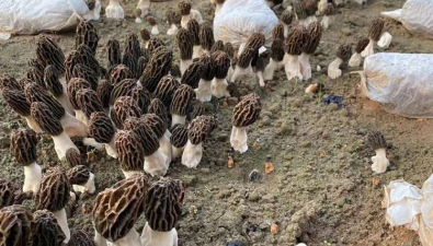 西安高陵区：虎家村引进羊肚菌，亩产值30余万元