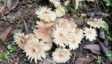 这种蘑菇长得像花，雨后猛长！远离它