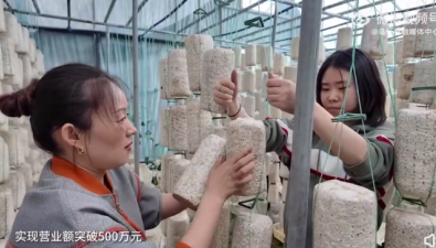 新疆烏什縣：依麻木鎮年產菌棒達236萬棒