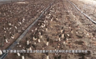 新疆和田：羊肚菌喜获丰收 助农增收