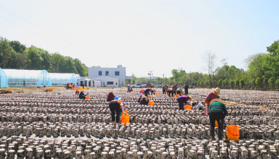 双龙食用菌基地：头茬黑木耳采摘，资源优势变产业优势