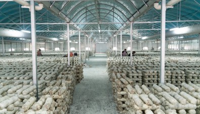 贵州安顺经开区：小香菇拿下亿元外贸订单
