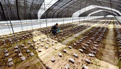 河南孟津：羊肚菌基地標(biāo)準(zhǔn)化大棚菌菜輪作全年不閑置