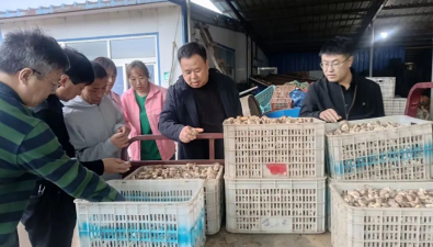 内蒙古克什克腾旗：考察学习谋求食用菌发展新路径