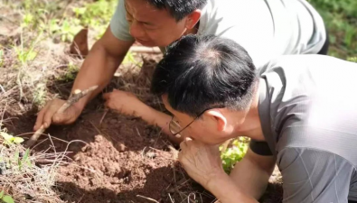 李俊才：雞樅菌保育促繁的培育人