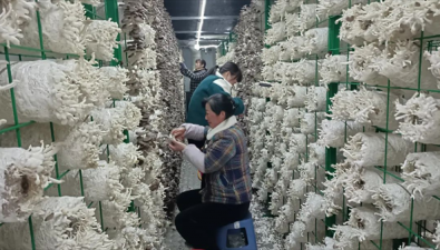 數字化食用菌工廠|一部手機，同時“掌控”30個菇房