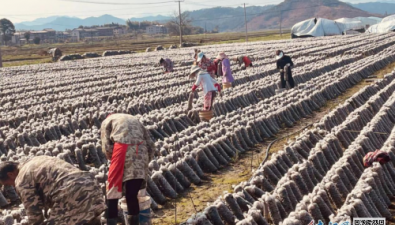 江西抚州：种植基地34万棒菌棒，年产出7.5万千克黑木耳