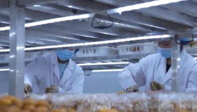 贵州兴义市食用菌产业园年产值突破千万元