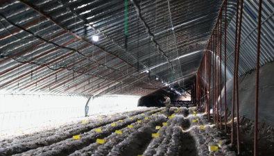 黑龙江海林：猴头菇年生产总量超1.5亿袋