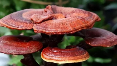靈芝精深加工產(chǎn)品開發(fā)主要問題