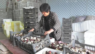 余莊食用菌合作社：種植大球蓋菇“錢”景好