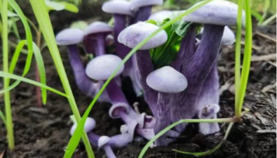 黑龍江哈爾濱：成功攻克紫花臉蘑菇人工栽培技術難關 實現量產