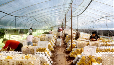 5万棒“黄金菇”，总产约7万斤！江西广昌又一珍稀食用菌开采