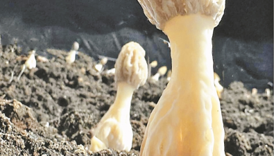 黑龍江明水：羊肚菌首次試種迎來采摘季