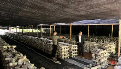 福建武平：東留鎮(zhèn)新中村預計香菇年產值達880萬元