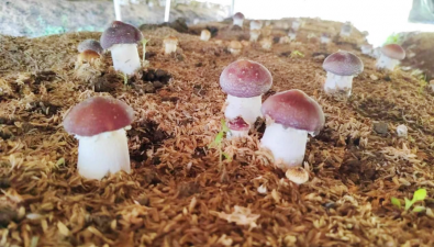 福建永安：依托5個鄉鎮的食用菌基地，助推產業裂變式發展