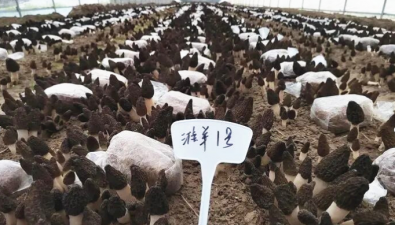 江蘇淮安：羊肚菌新品種“淮羊1號(hào)”優(yōu)勢(shì)凸顯