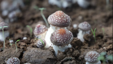 北京通州張家灣鎮(zhèn)又一菌類種植實驗基地開園，致富主力“菌”上線！
