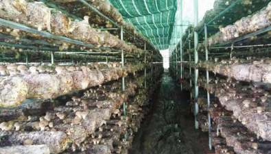 “菌糧輪作”是福建永安高效發展食用菌產業鏈一大亮點