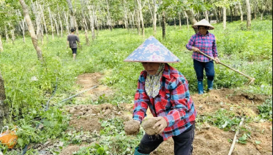 海南临高县：光吉村计划扩大林下食用菌种植到500亩